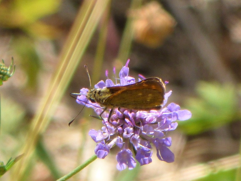 Ochlodes Venatus?